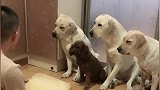 拉布拉多犬的智商从没有让我们失望过，看这一家三口多会欺负狗啊