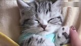 太萌了，小猫咪喜欢让主人抓它的肉爪子，一动不动！