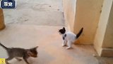 小奶猫把流浪狗当成妈妈，狗狗走哪小猫跟哪，快急哭了