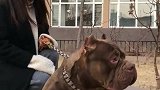 看这恶霸犬的品相，就知道小姐姐花了不少钱买来的！好帅