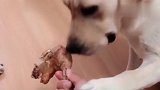 铲屎官套路小奶狗不给吃，狗妈妈上来就抢，铲屎官懵了好暖心了！