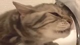 狸花猫：顶着巨浪，喝了个寂寞