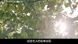 劣迹艺人名单曝光！快本惨遭停播整顿牵扯资本包裹下的卫视