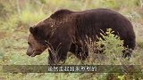 俄罗斯棕熊误打误撞，闯进军事基地，士兵当即和它比赛摔跤！
