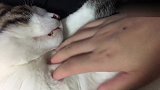 猫咪从被窝里出来，就直接上腿睡觉！耍娇不起来！