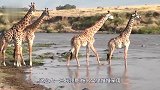 长颈鹿排队过河，不料意外突然发生了，身体瞬间被掏空！
