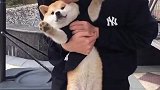 番茄今天就勉强爱爸爸吧