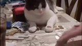 奶牛猫从来都没让我失望过