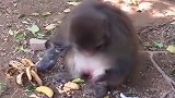 有内味了！猴子初次吃榴莲短暂错愕后立马扔掉 疯狂擦手满脸嫌弃
