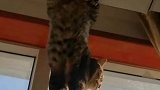 猫咪淘气爬高下不来