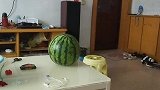 小伙神机妙算?预测西瓜熟了，来看看这个大西瓜到底怎么样？