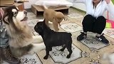 这才是真正的狗仗人势,法斗犬：放开我,我要咬死它！