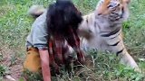 女子和老虎一别就是5年，谁料再次相遇时意外发生了，网友：作死