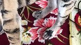 男子将毛笔沾满墨水，随后在狗子身上涂鸦