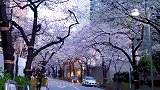 东京的樱花盛开了，城市因它变得更美，更有味道了