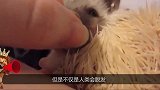 年级轻轻就惨遭谢顶，不只有你，还有这只可怜的刺猬