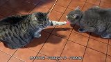 主人拿玩具蛇来逗猫咪，猫咪被吓的反应，承包了我一天的笑点