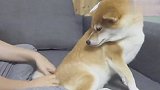 铲屎官一直握住柴犬尾巴不放，狗子会是什么反应？差点笑翻了