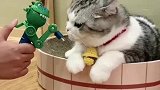 主人拿玩具零食逗小猫咪，结果小猫咪生气后的反应太可爱了