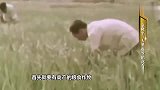 袁隆平研究杂交水稻，花两个月时间，检查14万株稻穗