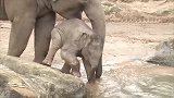 小象跟妈妈到河边喝水，小象竟然发现新大陆，小象举动简直萌翻了