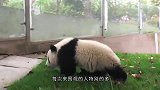 熊猫活成老大爷了，瘫在椅子上翘着二郎腿，看隔壁的熊猫抢窝窝头