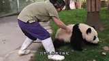 熊猫活成老大爷了，瘫在椅子上翘着二郎腿，看隔壁的熊猫抢窝窝头