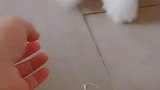 什么都爱吃的小可爱