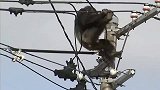 猩猩爬上高压电线，只听“啪”的一声巨响，猩猩直勾勾掉了下去