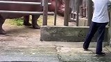 河马打针怕疼找饲养员求安慰