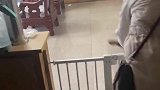 主人出门带金毛不带泰迪时，泰迪急得疯狂跳跃