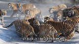 丹顶鹤被投喂给虎群，不甘心被吃，下一秒直接上演虎鹤大战