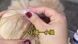 狗子耳部清洁方法分享给大家，有耳螨的猫咪狗子泪痕，体味重哦