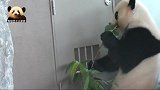 渴望活出精致熊生的熊猫结浜，只有满分的竹子才能入得了熊家的口