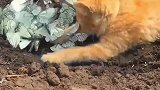 狸宠戏飞碟，乱花迷猫眼