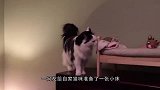主人正在做饭，猫咪竟然要求主人抱抱，主人的举动十分有爱