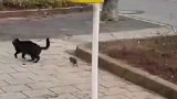 这是城镇户口的猫