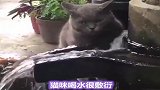 猫咪的秘密，你知道几个