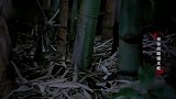 《动物世界》雌性眼镜王蛇用身体收集树叶，为自己筑巢产卵