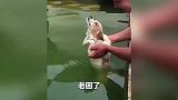 搞笑集锦：狗子：不就是学游泳嘛，我可是狗刨创始人