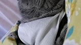 快接着睡，说不定这梦还能连上！可爱 猫