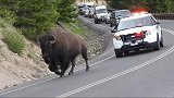 警车在后面拉警报，牛才不管它，依旧慢悠悠的在大马路上走着