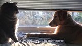 猫咪没事就捉弄狗狗，狗狗忍无可忍，给了猫咪一巴掌！