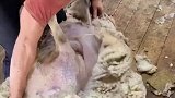 在澳洲是这样剪羊毛的，看完觉得薅羊毛也是个技术活。旅行 澳洲link 剪羊毛