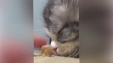 吃的都诱惑不了小猫咪了，趴在吃的旁边就睡着了，太可爱了吧！