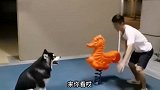 狗：就气质这一块我真没服过谁，人送外号狮子汪