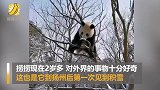 熊猫一见雪变身功夫熊猫蹿上树 脸上沾雪花急得小胖手直扒拉