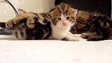 睡在一起的小奶猫们，这可爱的小样子，好有趣！