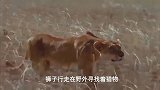狮子与豹子抢夺食物，鬣狗来凑热闹，狮子被鬣狗攻击展开报复！
