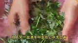 98岁老奶奶告诉我，艾草配大米，每天一杯解决很多问题
